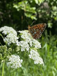 Close-up of butterfly pollinating on flower