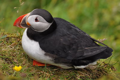 Close-up of puffin sitting on grass field 