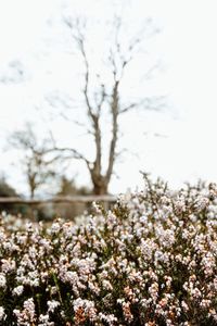 Close-up of white flowers blooming in park