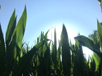 Low angle view of corn field against clear sky