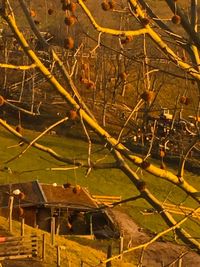 Close-up of farm