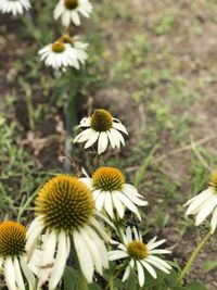 Close-up of white flowering plants