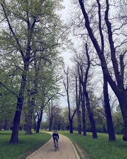 Rear view of man cycling on road amidst trees at park