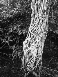 Close-up of tree branches