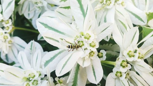 Close-up of bee on white flowers