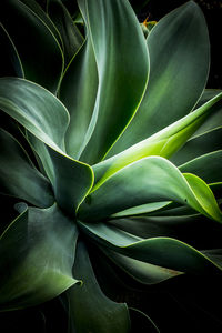 Macro shot of leaves