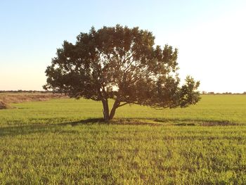 Tree on field against clear sky