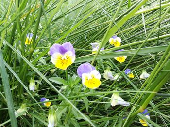 Close-up of crocus blooming on field