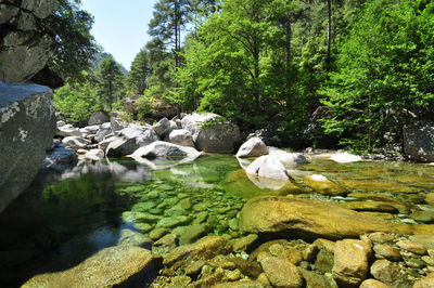 Stream flowing through rocks in forest