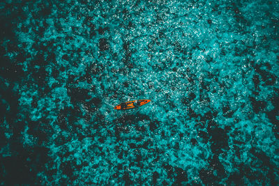 High angle view of jellyfish swimming in sea