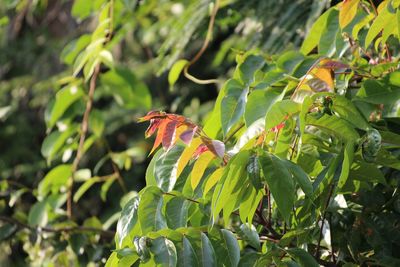 Close-up of butterfly perching on leaf