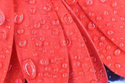 Full frame shot of water drops on red leaf