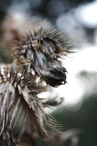 Close-up of wilted plant