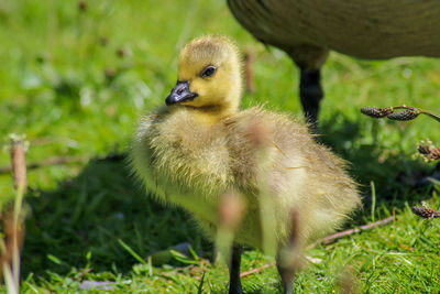 Close-up of a canada goslings on field