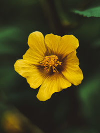 Close-up of yellow flowering plant