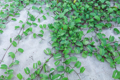 High angle view of ivy growing on wall