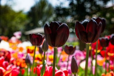 Close-up of tulips in park