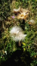 Close-up of dandelion on field