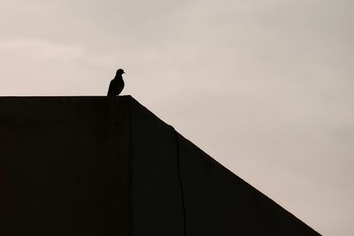 Low angle view of silhouette bird perching against clear sky