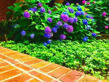 Close-up of purple flowers