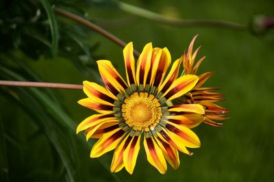 Close-up of yellow flower