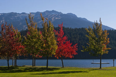 Trees by plants against sky during autumn