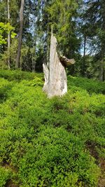 View of tree trunk in forest