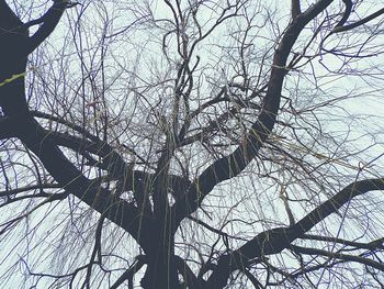 Low angle view of bare tree against sky