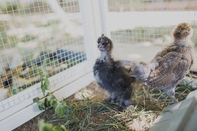 Silkie bantam and easter egger chicks