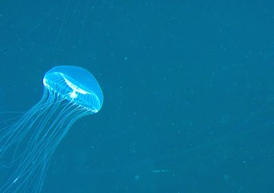 Close-up of jellyfish swimming in sea