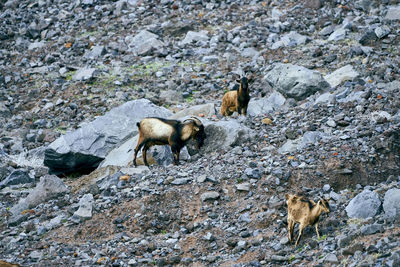 View of animals on rocks