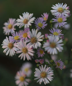 Close-up of purple daisy flowers