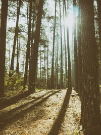 Trees in forest