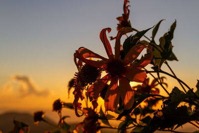 Close-up of orange flowering plant against sky during sunset
