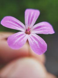 Close-up of pink flowering plant