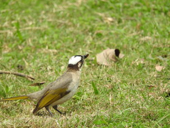 Bird perching on grass