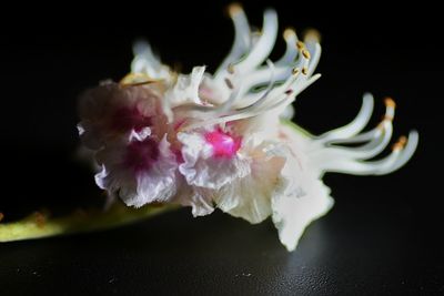 Close-up of flower over black background