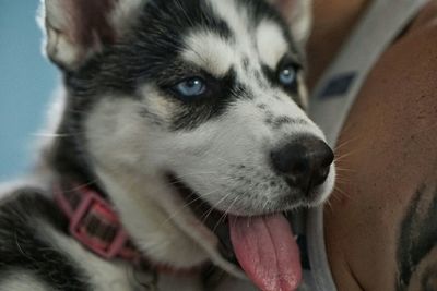 Close-up of a dog