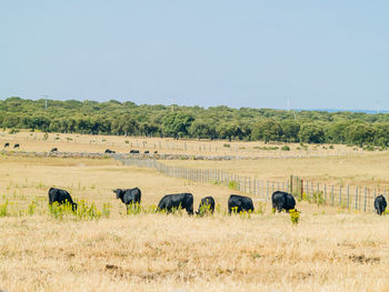 Sheep on landscape against clear sky