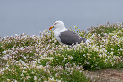 Seagull perching on a flower