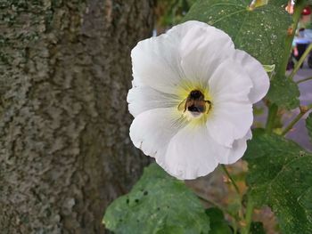 Close-up of insect on white flower