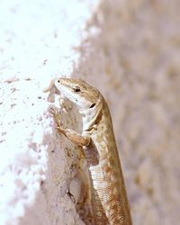 Close-up of frog