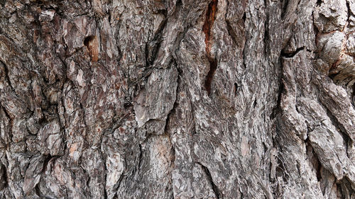 Full frame shot of tree trunk