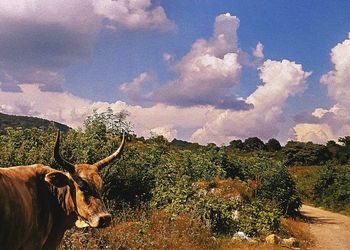 Cow on field against sky