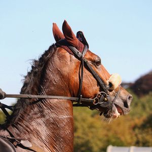 Close-up of a horse against the sky