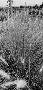 Close-up of dry grass on field during winter