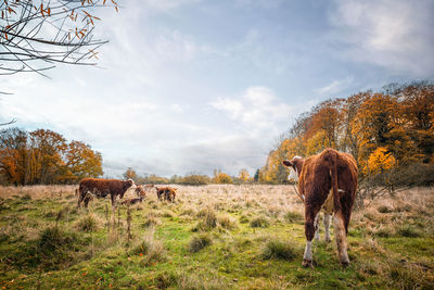 View of a horse on field