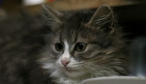 Close-up portrait of a cat