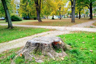 Trees in park