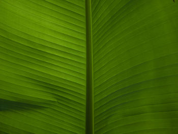 Full frame shot of palm leaf